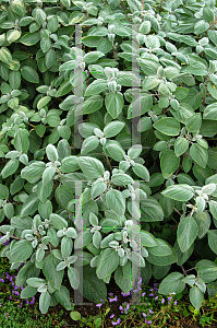 Picture of Plectranthus argentatus 