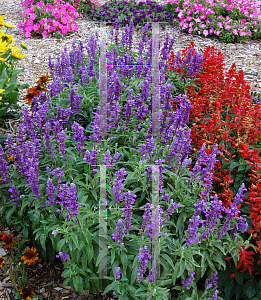 Picture of Salvia farinacea 'Evolution'