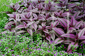 Picture of Strobilanthes dyerianus 