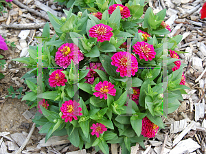 Picture of Zinnia elegans 'Logro Pink'