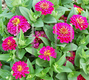 Picture of Zinnia elegans 'Logro Pink'