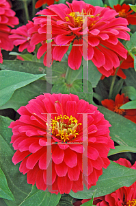 Picture of Zinnia elegans 'Magellan Coral'