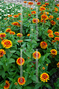 Picture of Zinnia elegans 'Zowie! Yellow Flame'