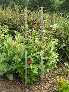 Picture of Zinnia peruviana 'Red Spider'