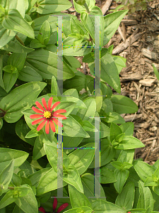 Picture of Zinnia peruviana 'Red Spider'