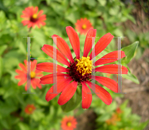 Picture of Zinnia peruviana 'Red Spider'