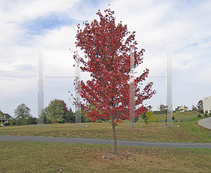 Picture of Acer x freemanii 'Jeffersred (Autumn Blaze)'