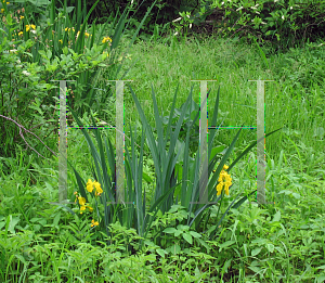 Picture of Iris pseudacorus 