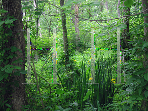 Picture of Iris pseudacorus 