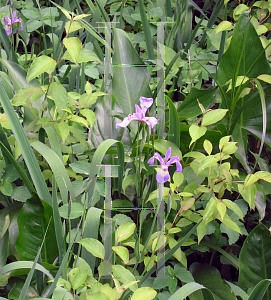 Picture of Iris versicolor 