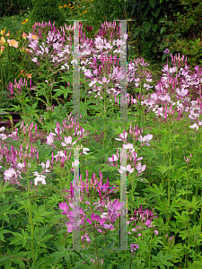 Picture of Cleome hassleriana 
