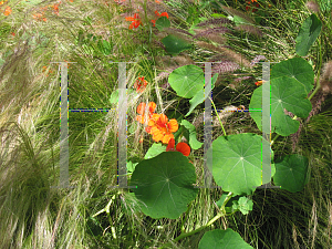 Picture of Tropaeolum majus 
