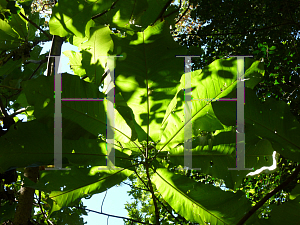 Picture of Magnolia macrophylla 