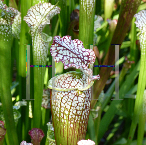 Picture of Sarracenia leucophylla 