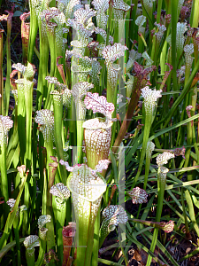 Picture of Sarracenia leucophylla 