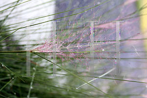 Picture of Sporobolus capillaris 