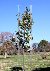 Picture of Michelia doltsopa  x figo 'Foveolata'