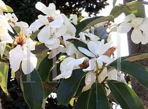 Picture of Michelia doltsopa  x figo 'Foveolata'