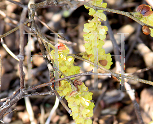 Picture of Corylopsis sinensis var. calvescens 