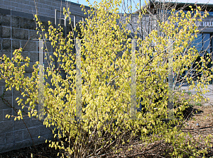 Picture of Corylopsis sinensis var. calvescens 