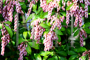 Picture of Pieris japonica 'Shojo'