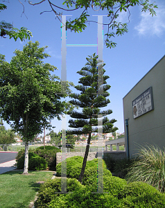 Picture of Araucaria heterophylla 