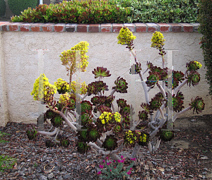 Picture of Aeonium arboreum 