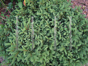 Picture of Picea abies 'Nidiformis'