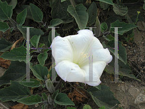 Picture of Datura wrightii 