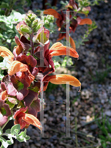 Picture of Salvia lanceolata 