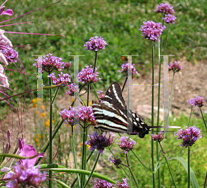 Picture of Verbena bonariensis 