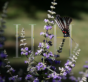 Picture of Vitex agnus-castus 