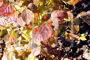 Picture of Fothergilla gardenii 'Blue Shadow'