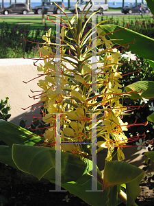 Picture of Hedychium gardnerianum 