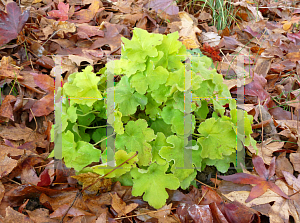 Picture of Heuchera villosa 'Citronelle'