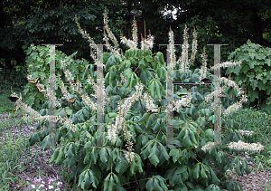 Picture of Aesculus parviflora 