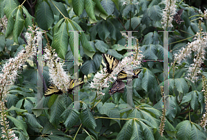 Picture of Aesculus parviflora 