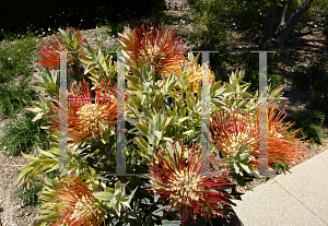 Picture of Leucospermum  'Goldfinger'