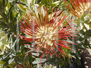 Picture of Leucospermum  'Goldfinger'