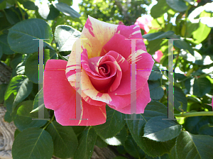 Picture of Rosa  'WEKrosopela (Candy Land)'