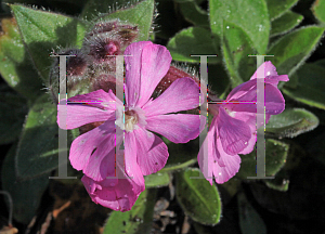 Picture of Silene latifolia 'Rollies Favorite'