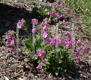 Picture of Silene latifolia 'Rollies Favorite'