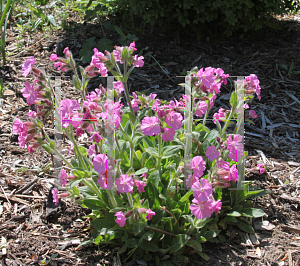 Picture of Silene latifolia 'Rollies Favorite'