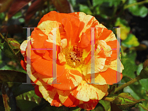 Picture of Rosa  'Macoranlem (Oranges 'n' Lemons)'