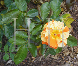 Picture of Rosa  'Macoranlem (Oranges 'n' Lemons)'