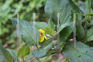 Picture of Lysimachia ciliata 'Atropurpurea'