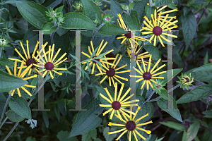 Picture of Rudbeckia subtomentosa 'Henry Eilers'