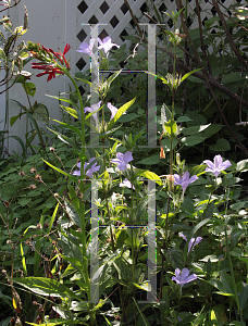 Picture of Ruellia humilis 