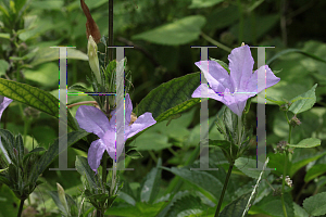 Picture of Ruellia humilis 