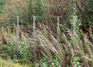 Picture of Epilobium angustifolium 